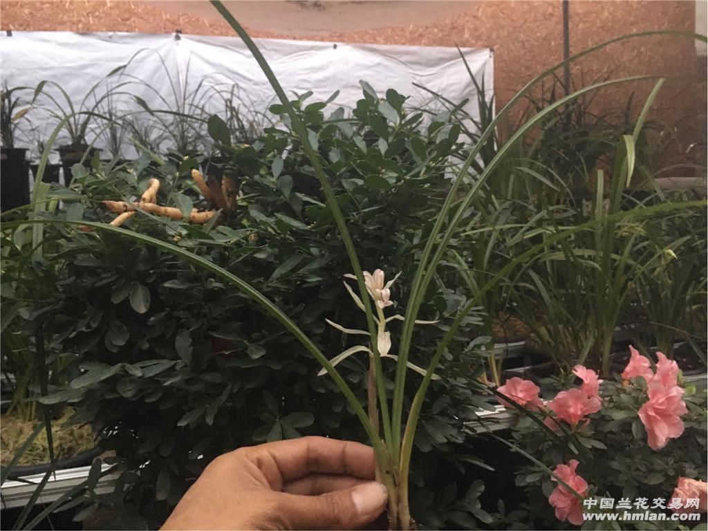 金沙树菊最新价格及市场影响力概述