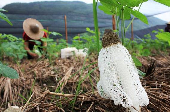 古田竹荪价格行情最新分析